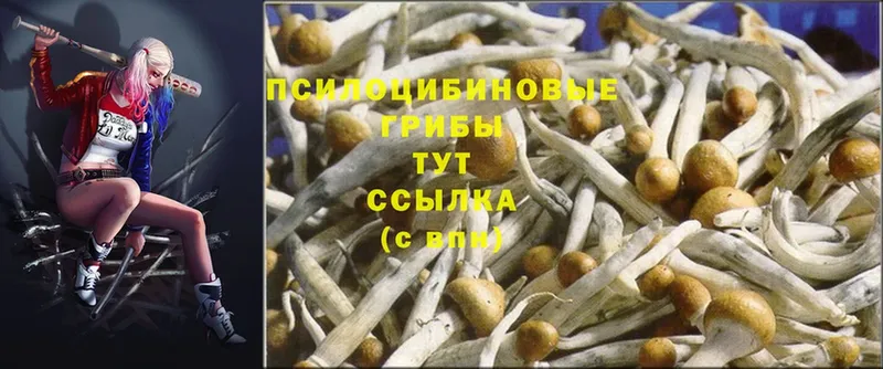 Псилоцибиновые грибы Psilocybine cubensis  нарко площадка формула  Губкин 